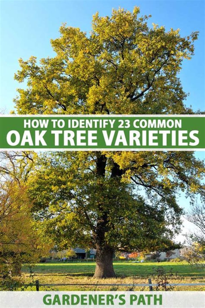 Dark Oak Trees are not growing even though all requirements are met