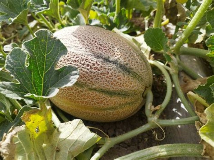 Do Melons prefer to grow in certain directions?
