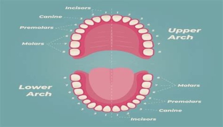 How can I farm teeth?