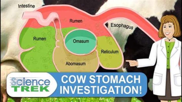 How can I farm the Cows?