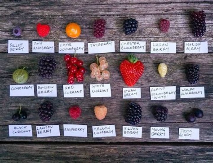 How do berries work when held as an item?