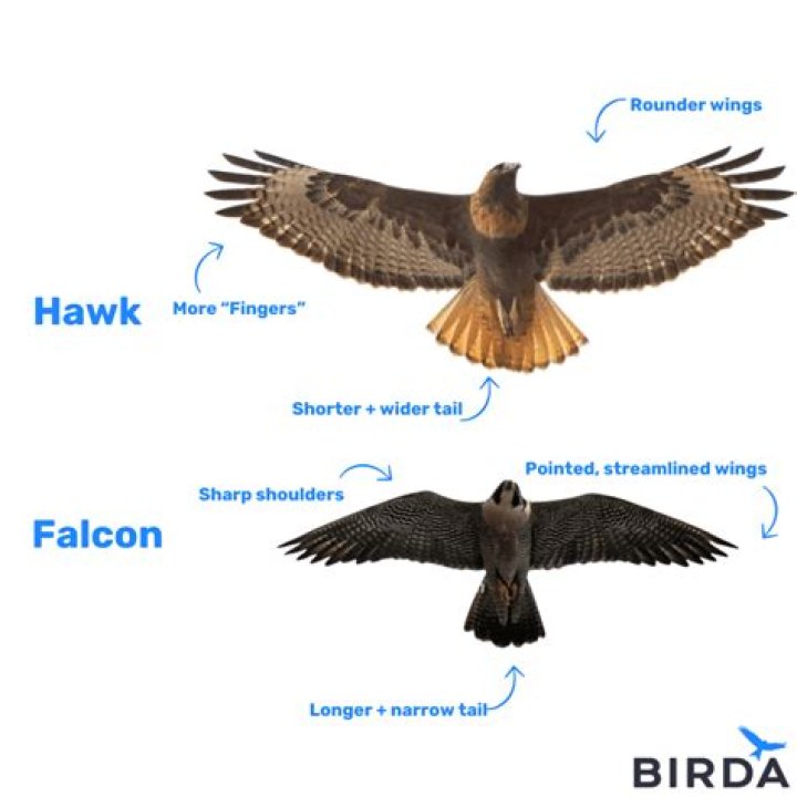 How do you transfer between three eagles?