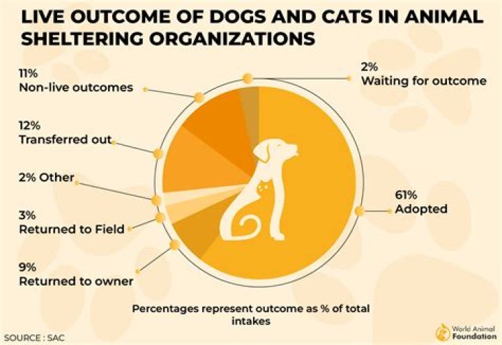 How does Pet Battle experience work?