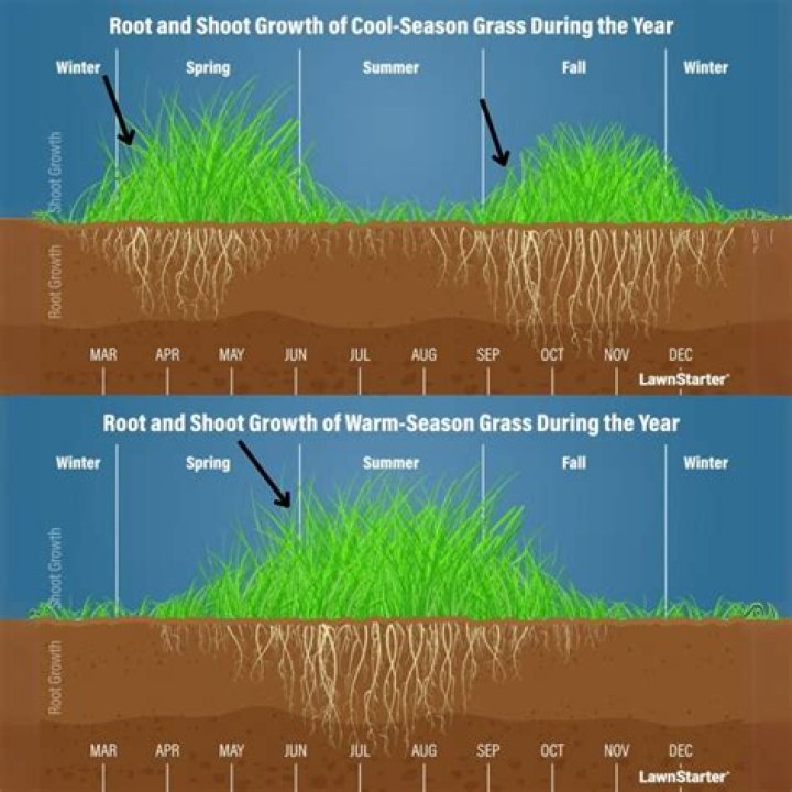 How far away from you does grass spread?