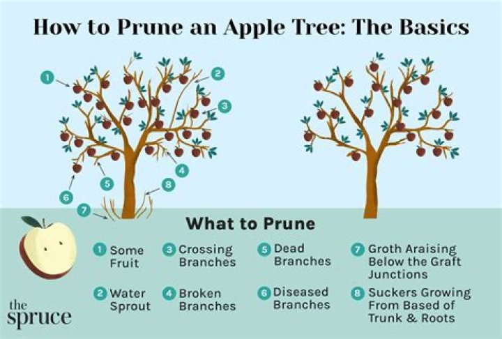 How long does it take for apple trees to regrow in Breath of the Wild?