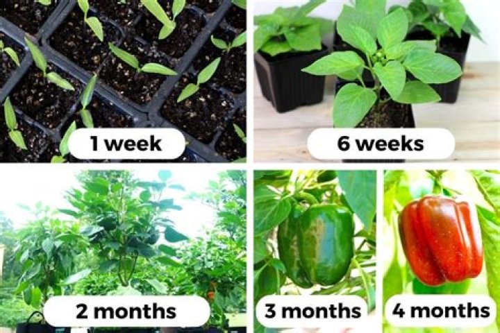 How long does it take for the potted plants to grow?