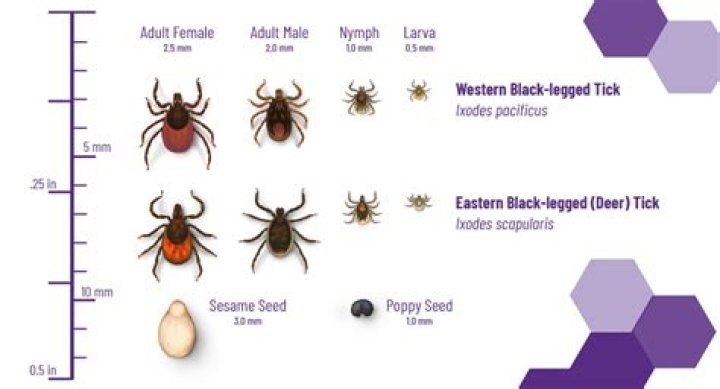 How many ticks must I use to get only one item through a hopper?