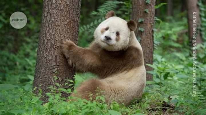 How rare are brown pandas?