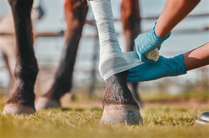 How to get paperwork for horses?