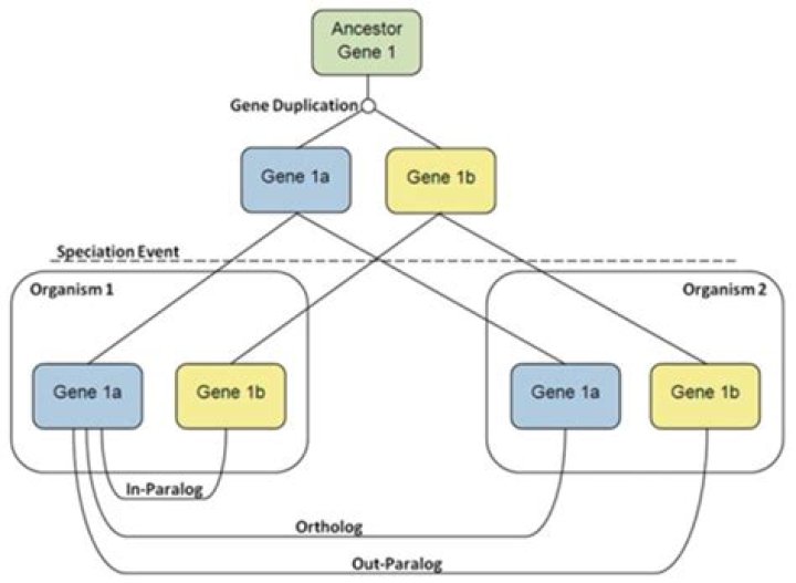 How to prove that homology is a functor?