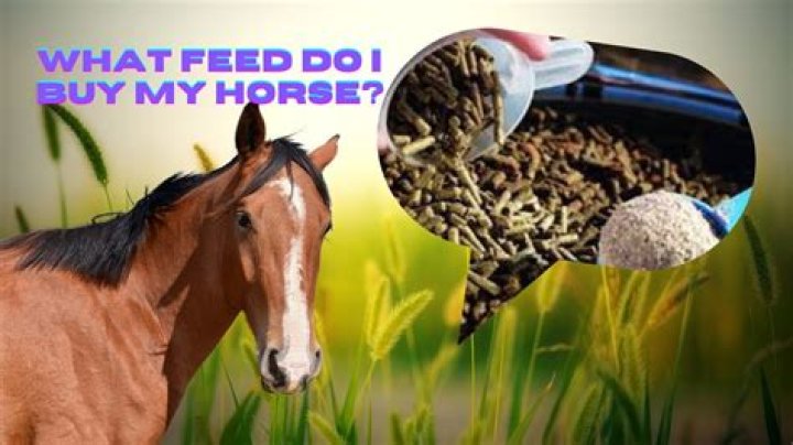 I can't feed my horse. What do I do?