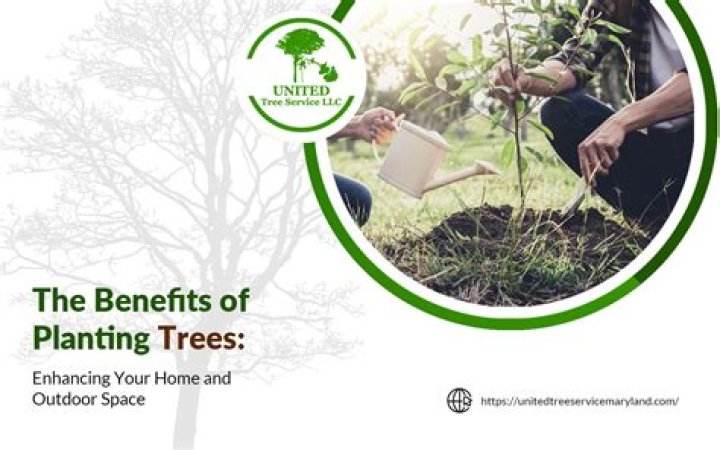 Is there a more efficient method of planting trees?