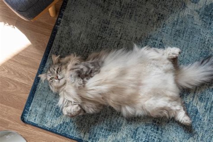 Is there a way to detect if a cat is sleeping? 1.16