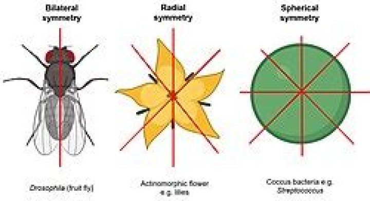 Laplacian and spherical symmetry