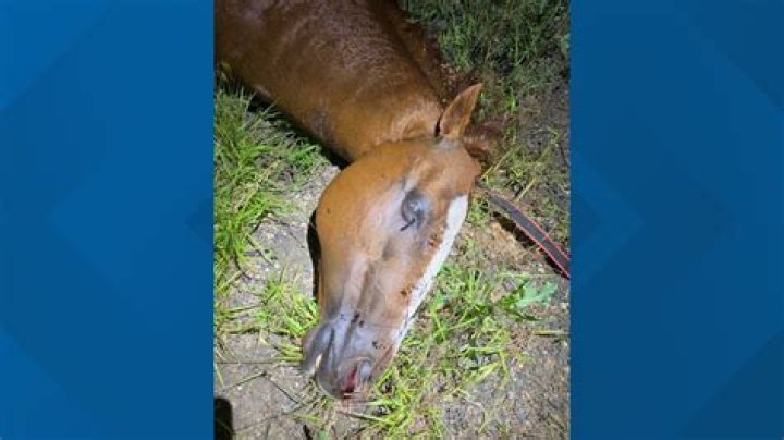 My horse died - do I have to buy another?