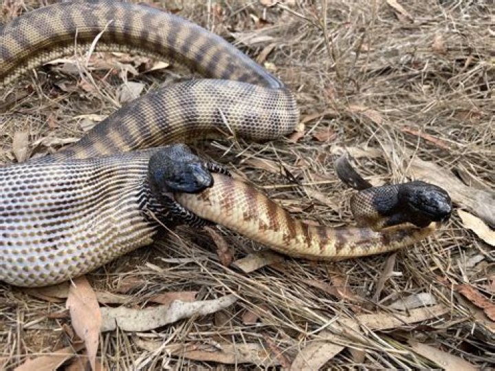 Snake eating itself [closed]