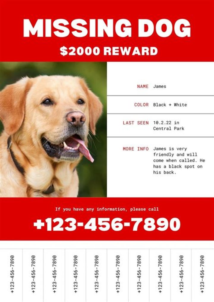 The dog for 