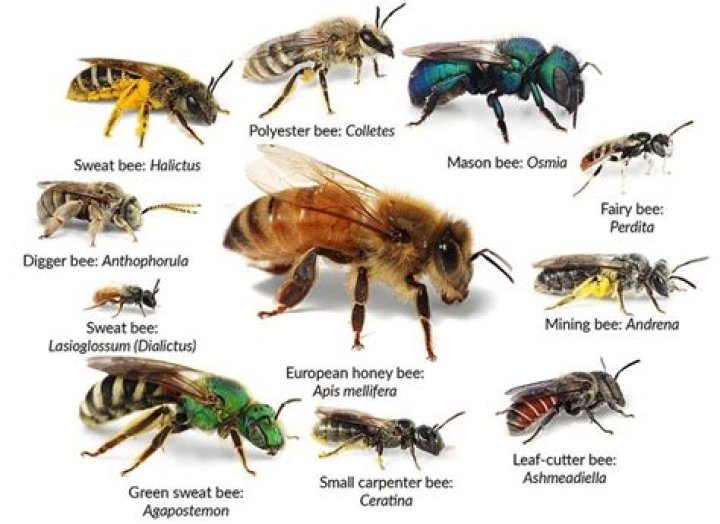 What can I do with killer bees?