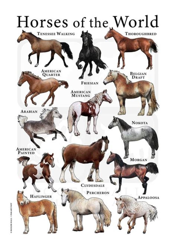 What do the different horses do?