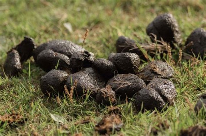 What use does horse poop have?