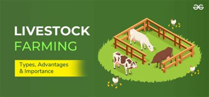 Which livestock is the most efficient food source?