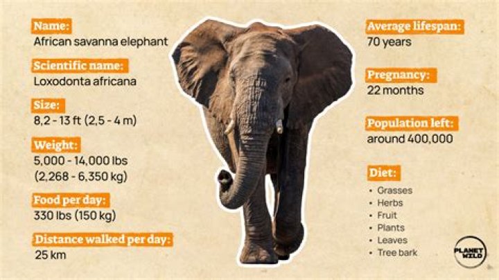 Why are elephants not allowed in CWB?