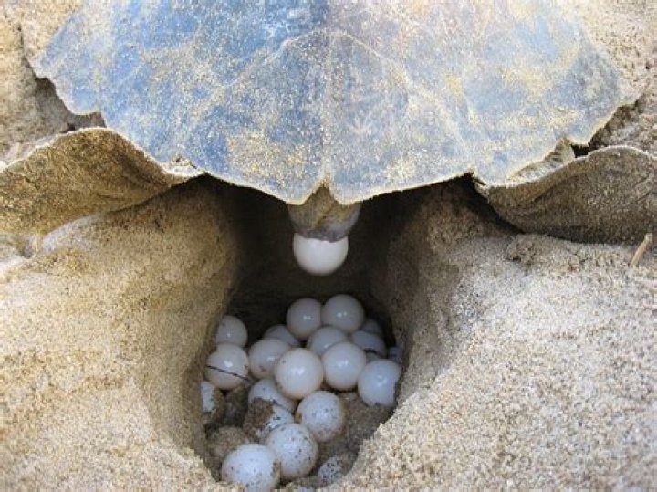 Why aren't my turtles breeding?