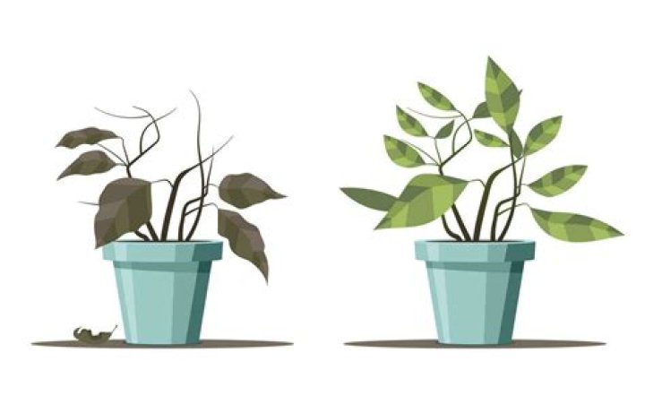 Why did these plants wither?
