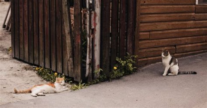 Why do my cats keep bringing me things to my house door when I sleep?