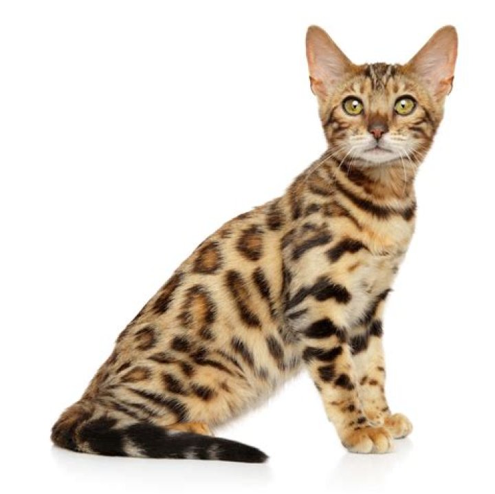 Why won't this ocelot do anything but breed?